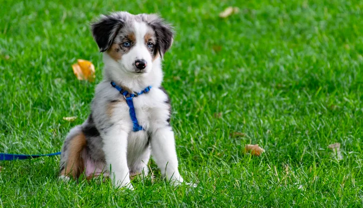 Chiede di tenere il cane al guinzaglio e viene aggredito